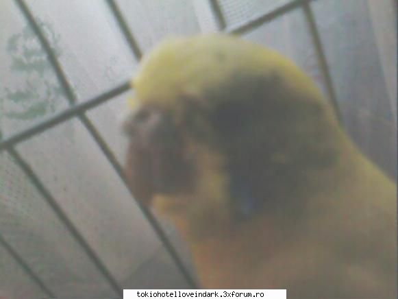 puneti poze cu animalele meah pacat ka a murit =(